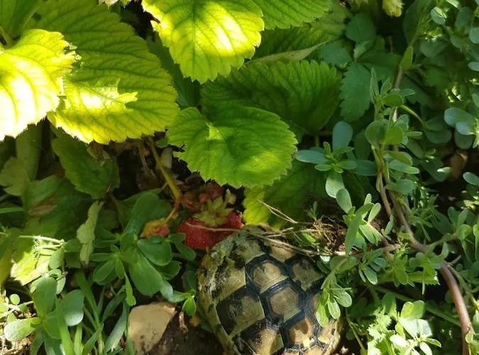 Gabi & Konukevi Lozovac